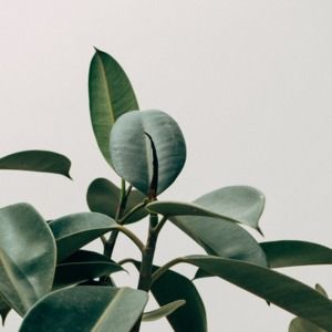 Meet your Posher, Elise